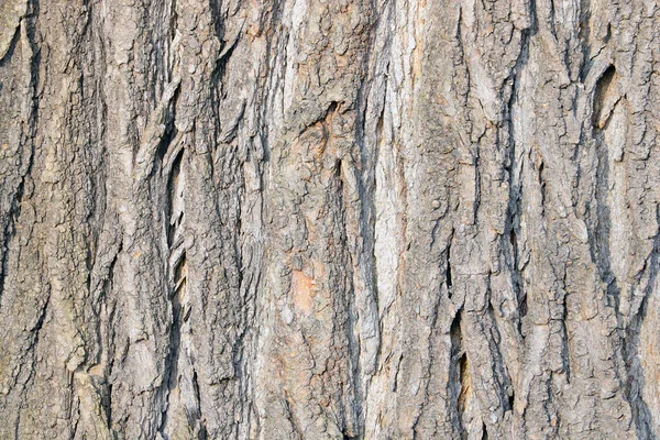 Schöne Textur Der Rinde Des Baumes Wald Oder Park Der — Stockfoto