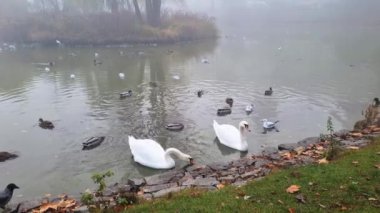 Kuğular ve ördekler parktaki gölde yüzerler. Sonbahar sisli sabahı. Doğa geçmişi. Kuğular su içer.