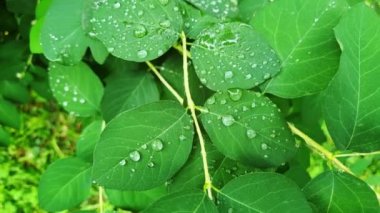 Bir ağacın ya da çalılığın yeşil dalında yağmur üstüne su damlaları