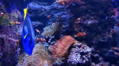 Güzel küçük balıklar denizin ya da okyanusun dibinde yüzerler. Su altı fotoğrafçılığı. Deniz hayatı. Su canlıları derinlerde. Mercanlar ve resifler