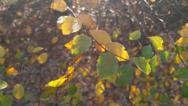 Красива Березова Гілка Жовто Зеленим Листям Осінньому Лісі — стокове відео