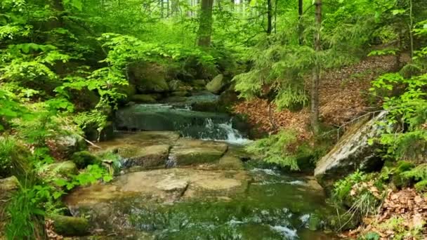 小さな絵のような小川が山間部の森の中の石の上を流れている 絵のようにリラックスした背景 自然の中で休もう 清新な空気 — ストック動画