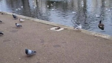 Nehrin kıyısında ya da gölde martılar ve güvercinler yürüyor