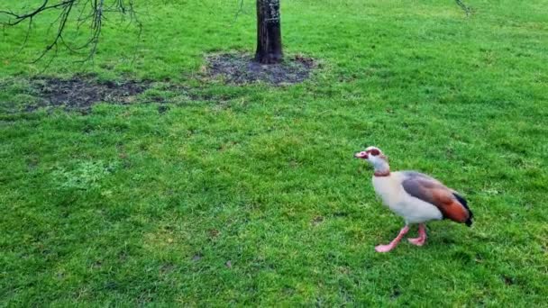 Gęsi Dzikie Kaczki Spacerują Zielonej Trawie Parku — Wideo stockowe