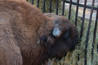 Bizon 'un yakın çekimi. Bizonlar parkta saman yerler. Vahşi hayvanlar.