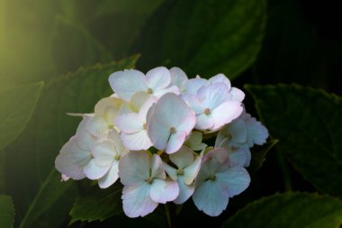 Baharda parktaki beyaz çiçekli ortanca. Çiçeklerin arka planı