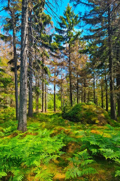 Milli Parkta Güneşli Bir Günde Güzel Bir Orman — Stok fotoğraf