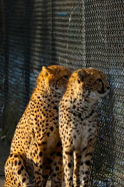 Two Leopards Sit Net Animal Park Recovery Animals Injuries — Stock Photo, Image