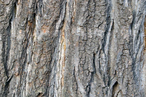 Textuur Van Schors Van Een Boom Een Bos Park Houtachtergrond — Stockfoto