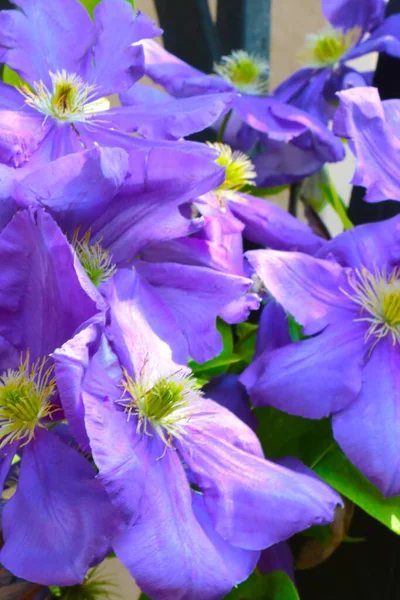 Nahaufnahme Der Blühenden Lila Blumen Park Frühling — Stockfoto