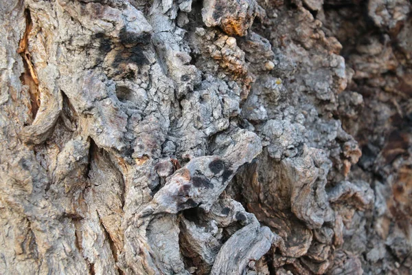 Κοντινό Πλάνο Του Φλοιού Του Δέντρου Ξύλο Φόντο Υφή — Φωτογραφία Αρχείου