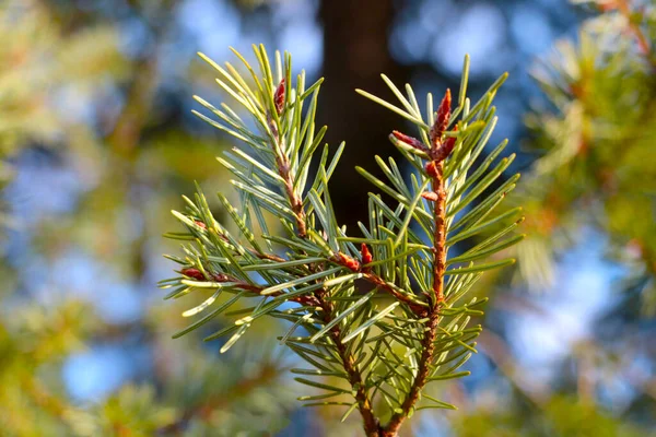 Giovane Ramo Verde Abete Rosso Pino Nel Bosco — Foto Stock