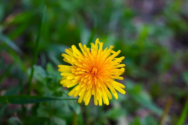 牧草地で黄色いタンポポの花のクローズアップ — ストック写真