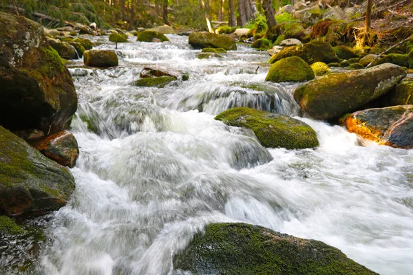 Enfoque Selectivo Río Fluye Través Las Piedras Del Bosque —  Fotos de Stock