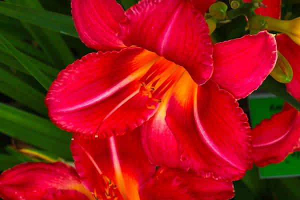 Close Flowering Lily Park Spring — Stock Photo, Image