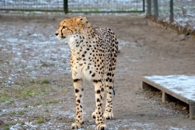 Güzel, vahşi bir kediye yakın çekim - leopar