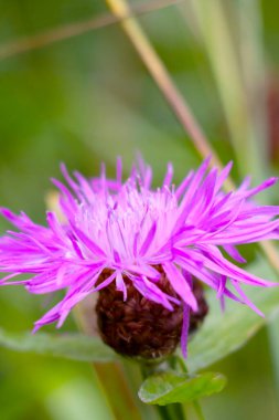 Amcamın rengi. Yaygın isimler: cırt cırt, bilimsel isim. Çayırda sirk vulgare çiçek açar, Boğa devedikeni..