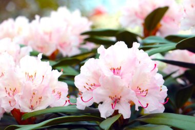 Bahçedeki çiçek açan bir rhododendron dalına yakın plan.