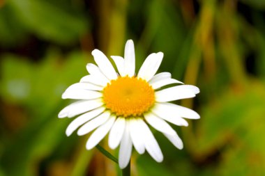 Arka plan bulanık, odak dışı. Çiçekli beyaz papatya çayı çayırda