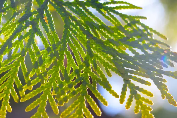 Young Green Branch Juniper Spruce — Stock Photo, Image