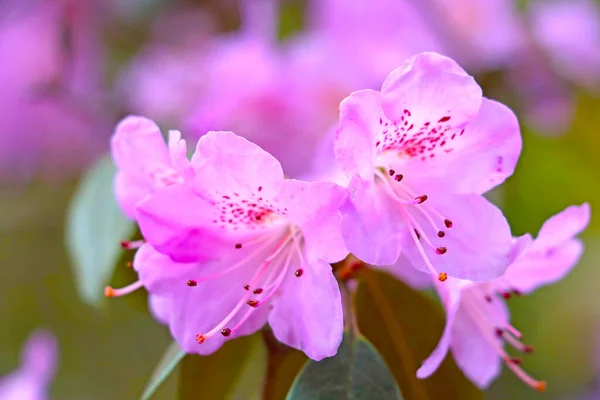 Fondo Primavera Una Rama Floreciente Rododendro Parque Jardín —  Fotos de Stock