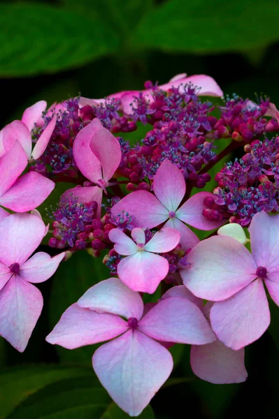 Närbild Blommande Hortensia Parken — Stockfoto