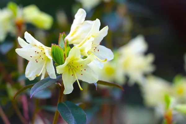 春に公園内の黄色の開花シャクナゲの枝 — ストック写真