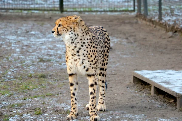 Primo Piano Bel Gatto Selvatico Leopardo — Foto Stock