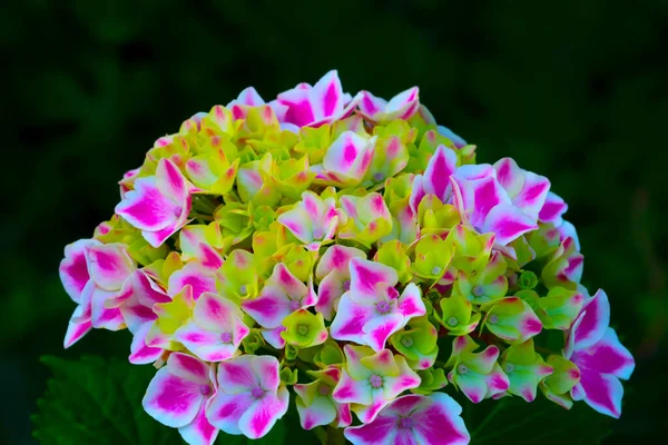 Brote Hortensias Florecientes Parque Verano —  Fotos de Stock