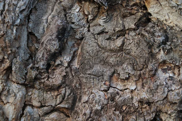 Nahaufnahme Des Baumstammes Hintergrund Holzstruktur — Stockfoto