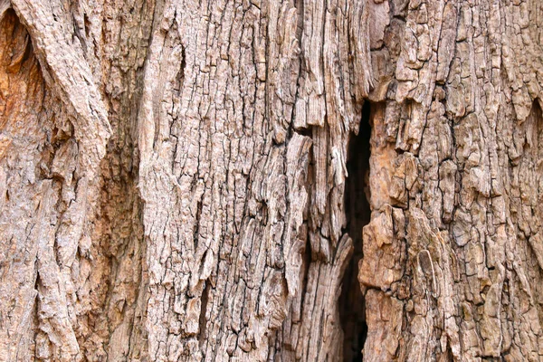 나무의 줄기와 배경의 — 스톡 사진