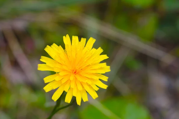 Eine Gelbe Blühende Löwenzahnblume Auf Einer Wiese — Stockfoto