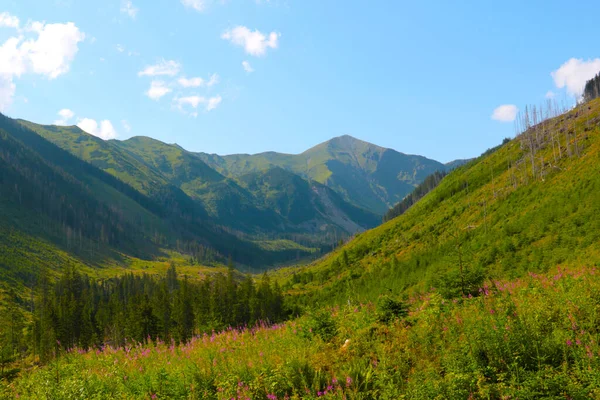 Ein Malerischer Blick Auf Die Grünen Berge Einem Sonnigen Sommertag — Stockfoto