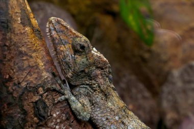 Güzel bir bukalemun ağaç dalında oturur. Doğayla birleşir