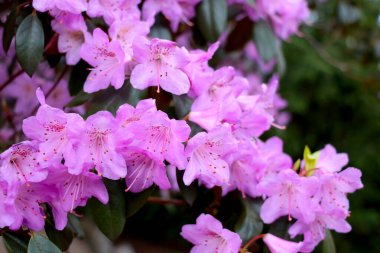 Baharda parktaki Rhododendron 'un parlak çiçekli bir dalı