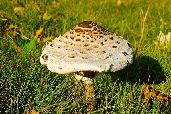 Een Prachtige Grote Paddestoel Groeit Uit Gras Het Bos — Stockfoto