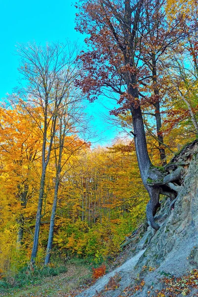 Tree Grows Slope Mountain Autumn Landscape — Stock Photo, Image