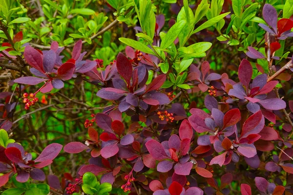 Folhas Verdes Vermelhas Arbustos Fundo Natureza — Fotografia de Stock