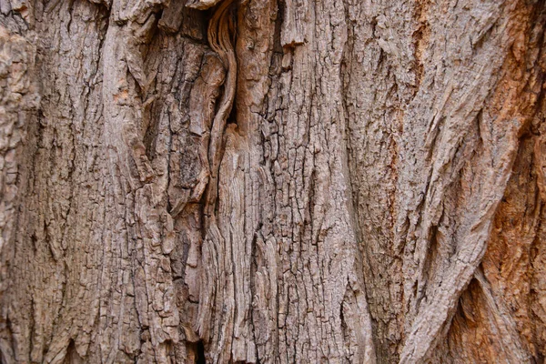 Trama Della Corteccia Vecchio Albero Nella Foresta Sfondo — Foto Stock