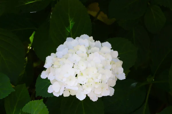 White Bud Flowering Hydrangeas Park Spring — Stock Photo, Image