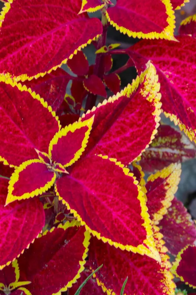 Червоно Жовте Листя Колючої Рослини Plectranthus Scutellarioides Зображення — стокове фото