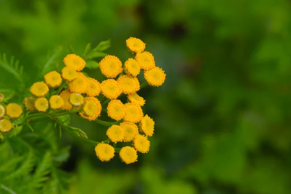 Amarelo Tansy Floração Plantas Campo Úteis Usadas Medicina — Fotografia de Stock