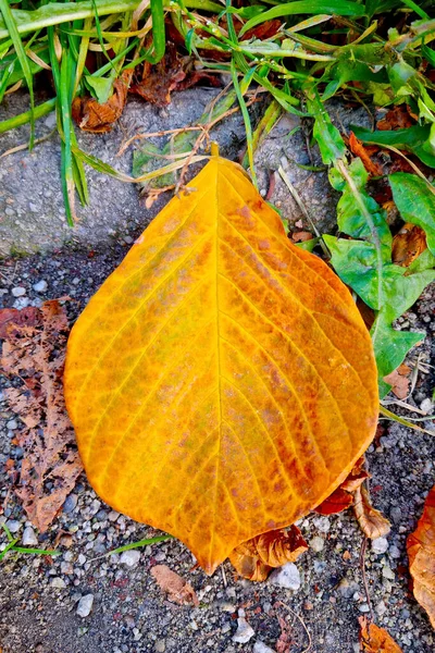 Yere Düşmüş Sarı Bir Yaprak Sonbahar Geliyor Mevsimlerin Konsepti — Stok fotoğraf