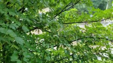 Yağmurdan sonra ıslak yapraklı yeşil bir ağaç manzarası.