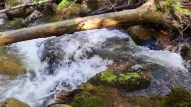 Ormandaki taşların arasından akan küçük bir nehrin resimli görüntüsü..