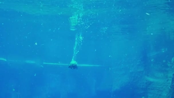 Unterwasseraufnahmen von schwimmenden Seehunden. Wildtiere. — Stockvideo