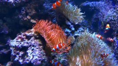 Küçük balıklar denizin dibinde yüzerler. Su altı fotoğrafçılığı.