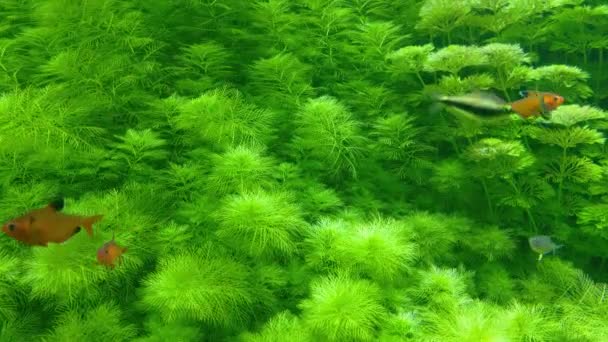 Contra o pano de fundo das algas verdes, pequenos peixes nadam. Fotografia subaquática. — Vídeo de Stock