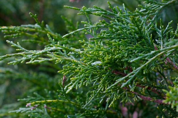 Green Young Juniper Branches Park Spring — Photo