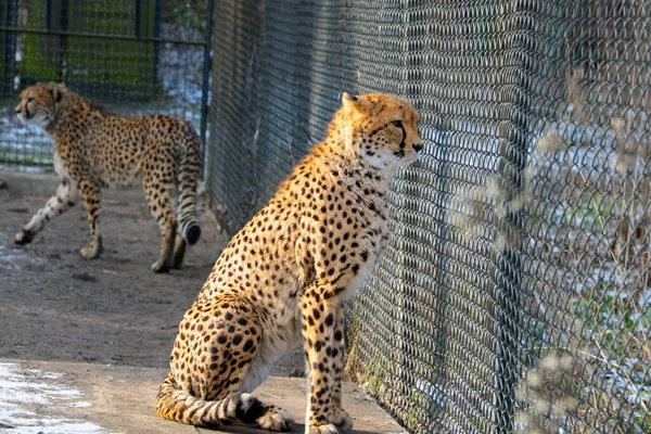 Крупный План Леопарда Зоопарке — стоковое фото